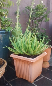 My Aloe Vera plant's new home. Finished results.